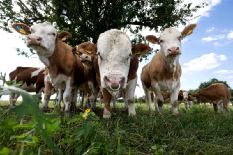 Tiertransporter-Unglück in der Prignitz: Neun Bullen weiterhin auf der Flucht