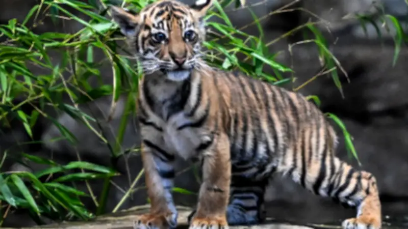 Tiger-Baby im Berliner Tierpark erhält Namen Lilly nach über 1000 Vorschlägen