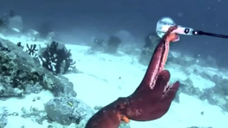 Tintenfisch klaut Actionkamera: Unterwasser-Dieb filmt sich selbst