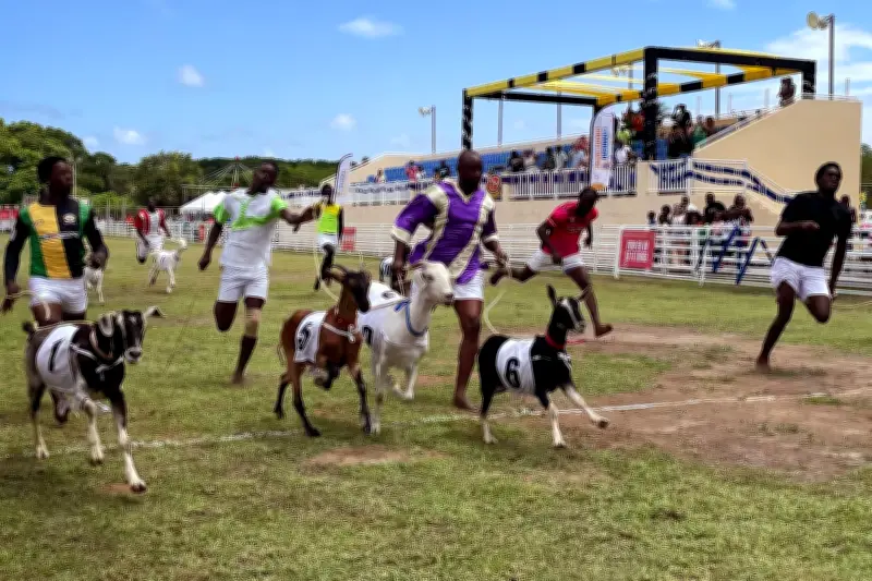 Tobagos Ostergeheimnis: Ziegenrennen statt Eiersuche in der Karibik