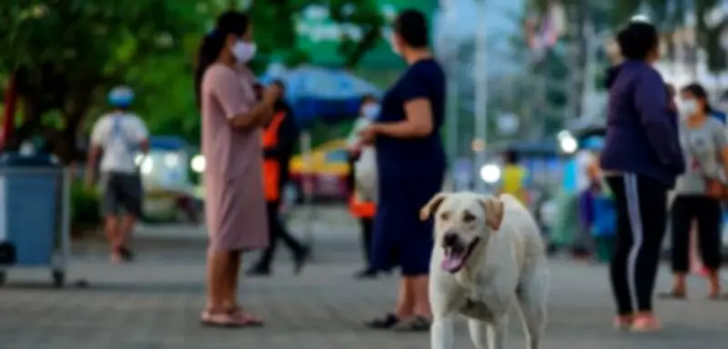 Tollwut im Urlaub: Eine unterschätzte tödliche Gefahr für Reisende