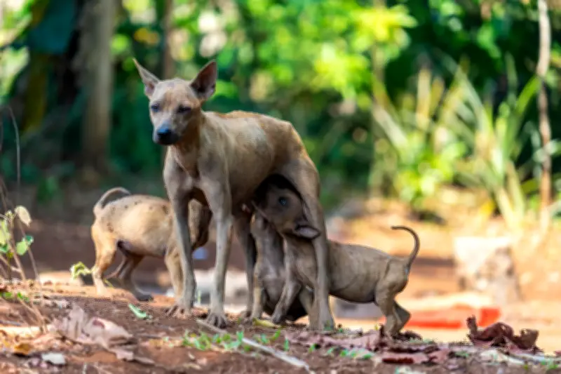 Tollwutgefahr im Urlaub: Impfschutz bei Fernreisen dringend empfohlen