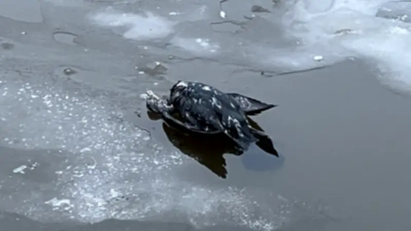 Tote Wasservögel in Anklam: Natur übernimmt Beseitigung der Winteropfer