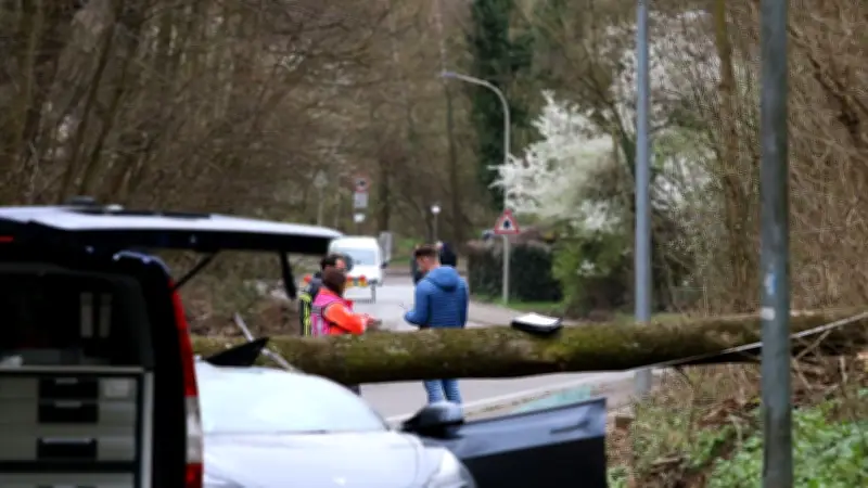 Tragödie bei Waiblingen: Baum stürzt auf Auto – 55-jähriger Fahrer stirbt