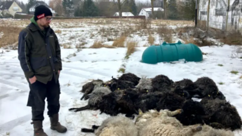 Tragödie in Mecklenburg-Vorpommern: 22 trächtige Schafe in Stall getötet - Wolf oder Hund?