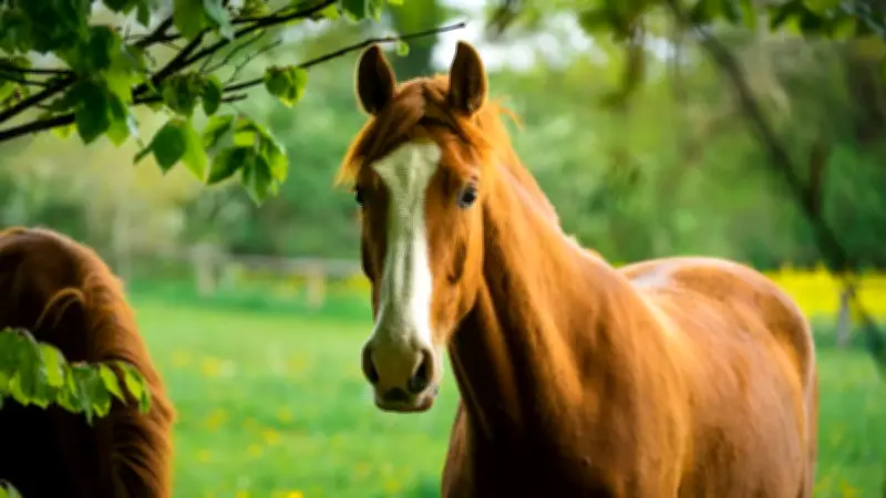 Trageerschöpfung beim Pferd: So erkennen Sie die Haltungsschwäche frühzeitig