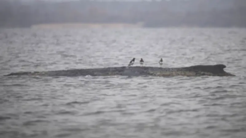 Tragisches Schicksal des Ostsee-Wals Timmy: Qualvoller Tod vor Wismar