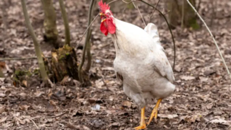 Trans-Huhn Peter: Vom Eierlegen zum Krähen – Ein tierisches Schicksal in Niedersachsen