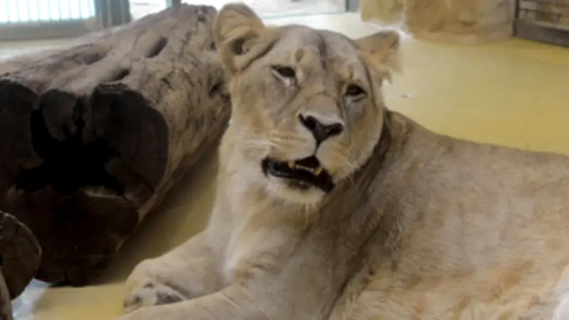 Trauer im Zoo Halle: Löwin Nyla nach langer Krankheit eingeschläfert
