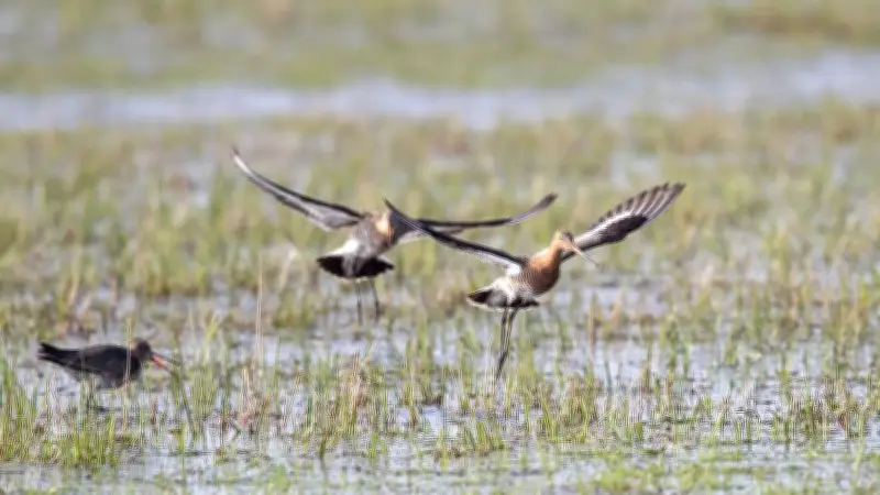 Uferschnepfen kehren zurück: GPS-Sender verfolgen Zugvögel auf Heimreise nach Niedersachsen