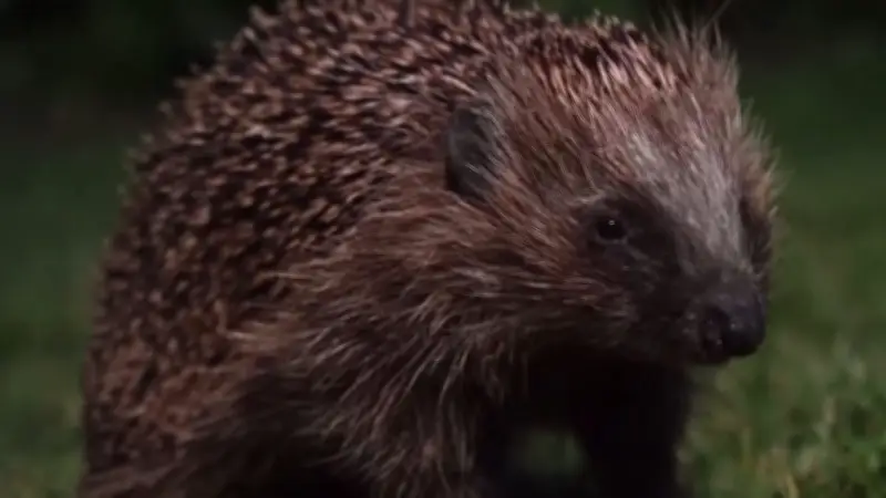 Ultraschall-Technologie schützt Igel: Neue Methode verhindert Unfalltod