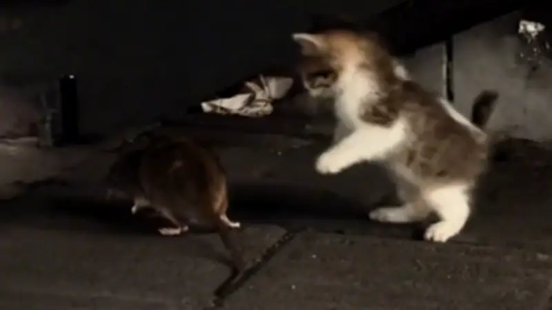 Ungewöhnliche Freundschaft: Kätzchen spielt mit Ratte in viralem Video
