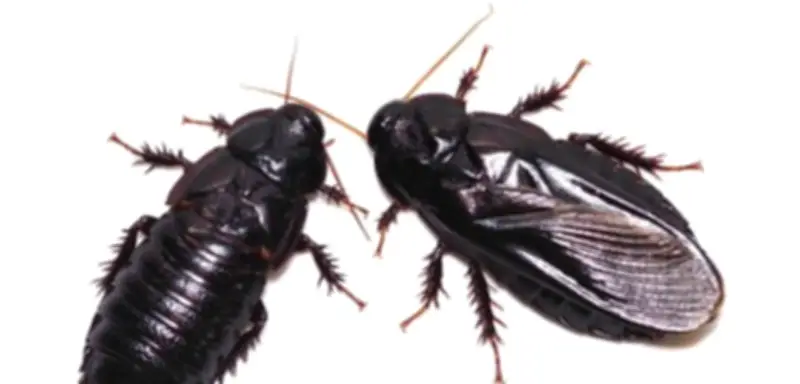 Ungewöhnliches Paarungsritual: Taiwanische Holzschaben fressen gegenseitig ihre Flügel