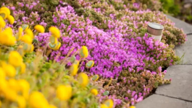 Unkraut effektiv bekämpfen: Diese 5 Bodendecker erobern jeden Garten im Sturm