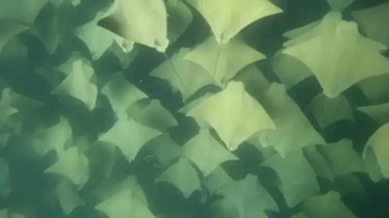 Unterwasserspektakel: Taucher filmt atemberaubende Rochen-Parade