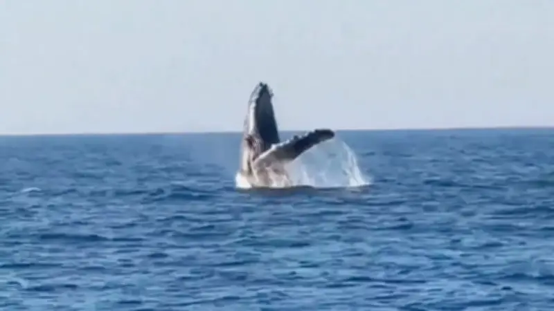 Uralte Walgesänge aus dem Jahr 1949: So klang das Meer vor 80 Jahren