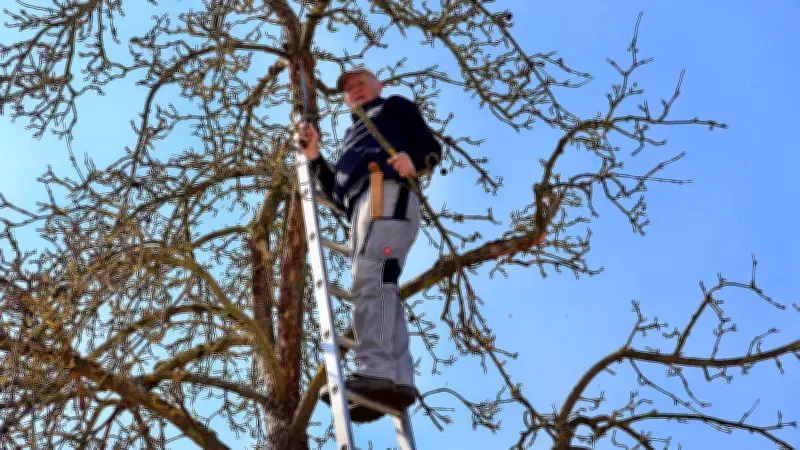 Uralter Apfelbaum in Rottleberode: Hoffnungsträger für zukünftige Obstsorten