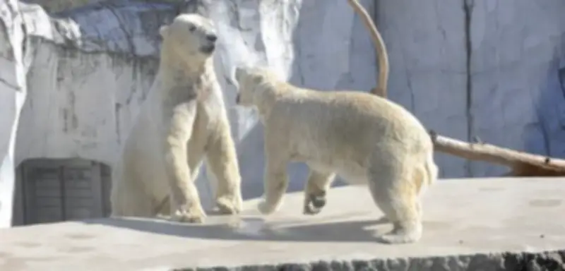 Vandalismus im Karlsruher Zoo: Randalierer verwüsten Tiergehege und gefährden Eisbären