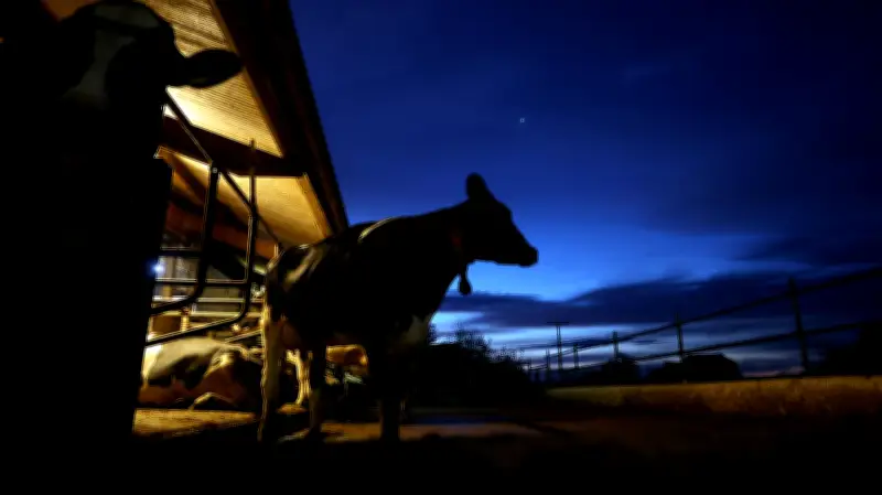Vandalismus in Mühlanger: Radlader-Attacke auf Stall setzt Kühe frei