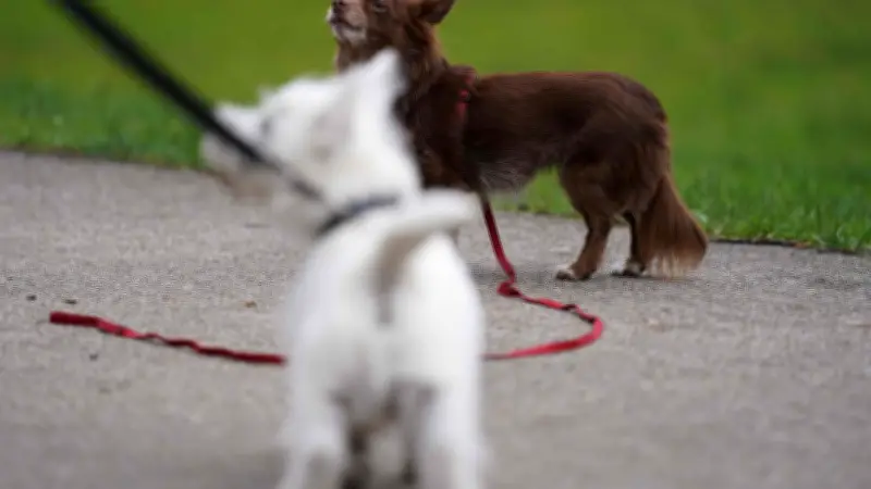 Vellahn führt Leinenzwang für Hunde ein: Gemeinde reagiert auf Beißvorfälle