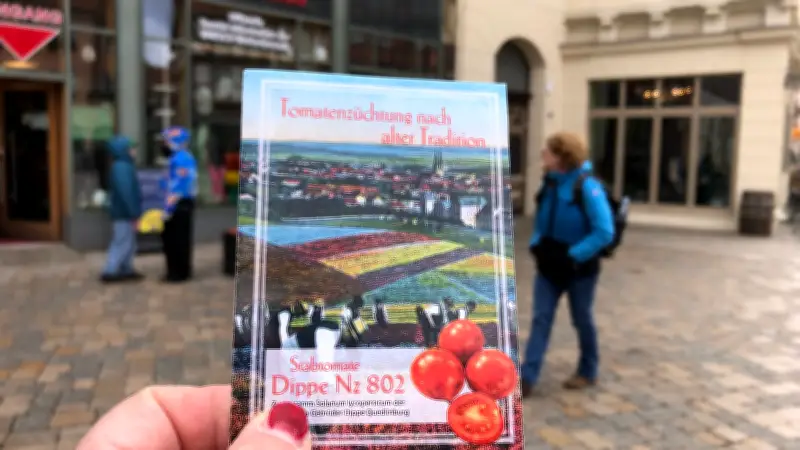 Vergessene Tomatenrarität kehrt zurück: Quedlinburgs historische Dippe-Stabtomate