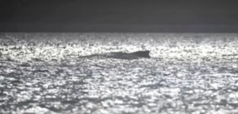 Verirrter Buckelwal in der Ostsee: Zustand verschlechtert sich dramatisch – Experten alarmiert