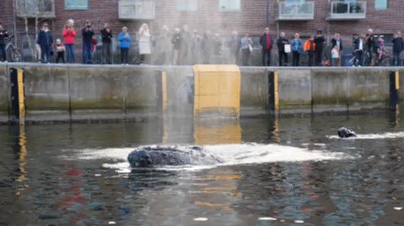 Verirrter Wal in Ostsee: Experten besorgt über Gesundheitszustand und Überlebenschancen