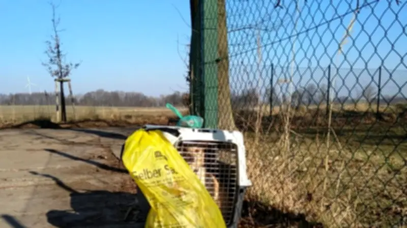 Verzweiflungstat am Tierheim Prenzlau: Hündin ausgesetzt, Mitarbeiter fassungslos