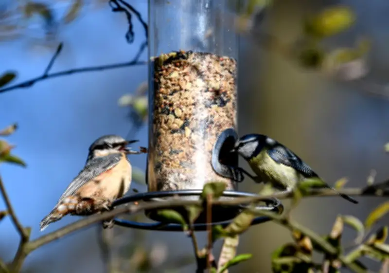 Vögel trotz Frühling weiter füttern: Warum milde Märztage täuschen