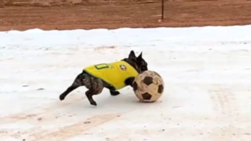 Vier Pfoten, null Gnade: Dieser Hund ist ein Fußballstar auf Asphalt