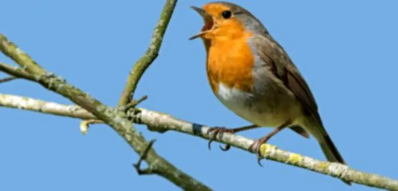 Vogelgesang in der Stadt: Wer zwitschert da und wie fördert man Artenvielfalt?