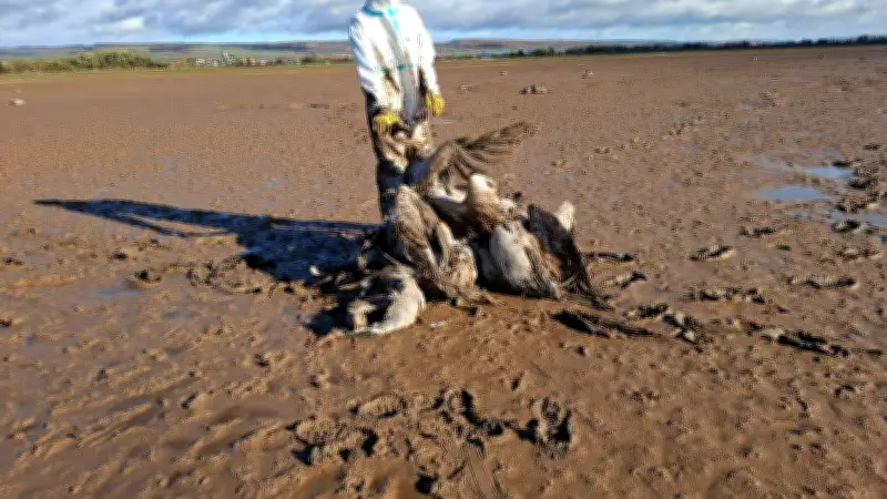 Vogelgrippe-Alarm: Stallpflicht in Mansfeld-Südharz nach Fällen im Nachbarkreis