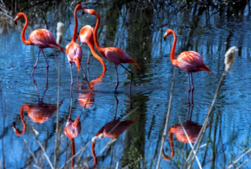 Vogelgrippe im Schweriner Zoo: Schutzmaßnahmen für Vögel nach totem Schwan