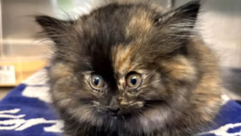 Vom Kugelfisch zur Löwin: Katze Zoe besiegt seltene Luftkrankheit