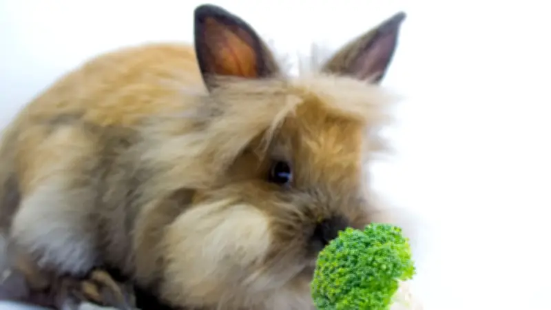 Vom Snack zur Gefahr: Wenn Obst und Gemüse Kaninchen lebensbedrohlich schaden