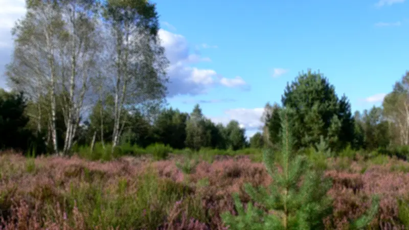 Vom Truppenübungsplatz zum Naturparadies: Exkursion zeigt Landschaftswandel bei Granzin