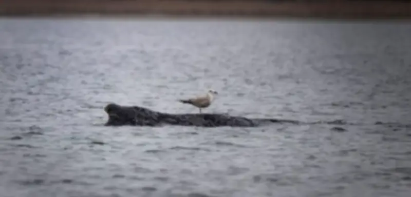 Wal-Drama an der Ostsee: Die unbequeme Wahrheit hinter dem Hype um "Timmy"