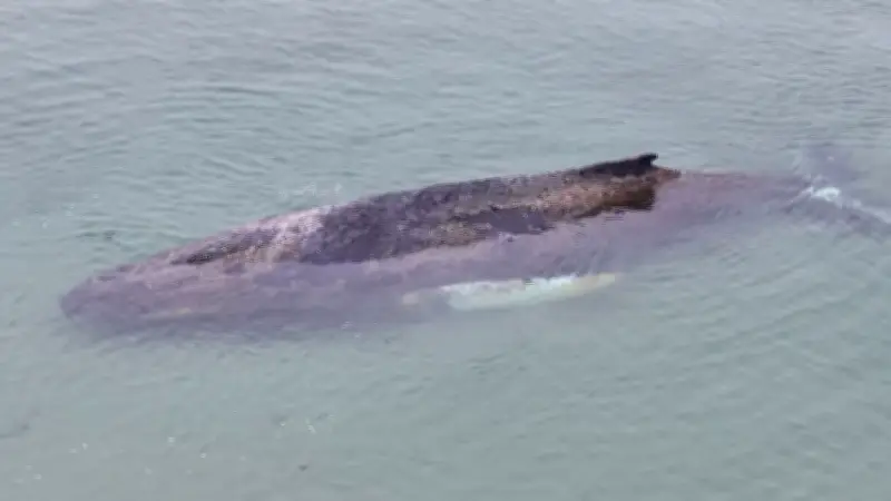 Wal-Drama in der Lübecker Bucht: Junger Buckelwal weiterhin auf Sandbank gefangen