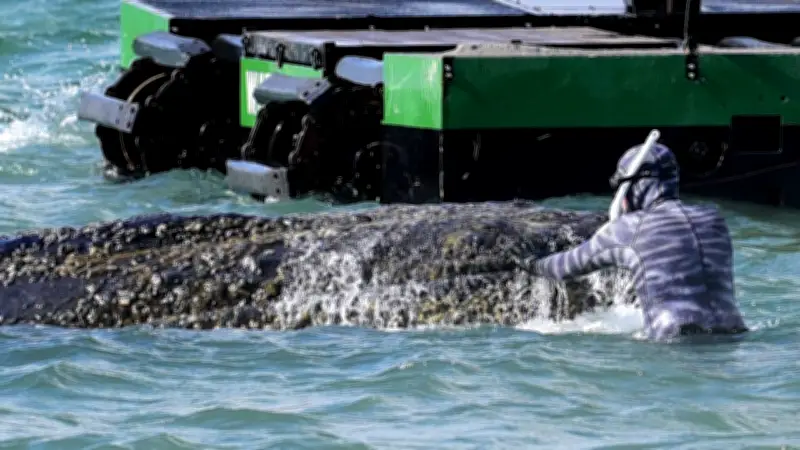 Wal-Drama in der Ostsee: Gestrandeter 15-Tonnen-Koloss kämpft ums Überleben