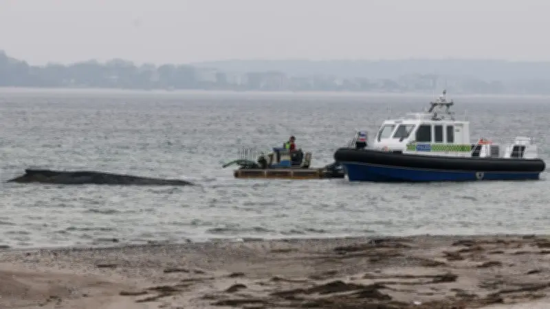 Wal-Drama in der Ostsee: Rettungsversuche laufen gegen die Zeit