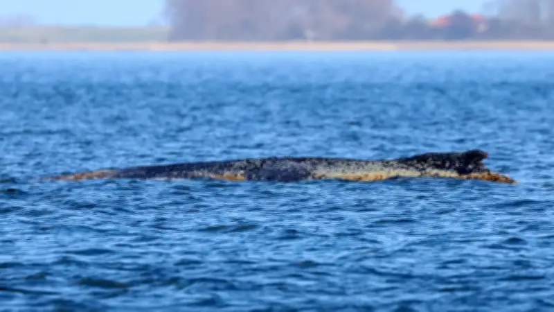 Wal-Drama vor Wismar: Buckelwal Timmy zeigt zunehmende Schwäche