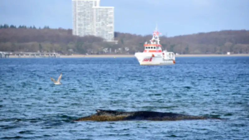 Wal-Rettung bewegt Deutschland - doch Millionen Tiere leiden im Verborgenen