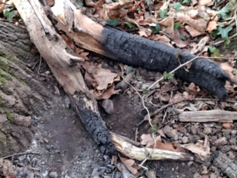 Waldbrandgefahr bei Crüchern und Wohlsdorf: Unbekannte legen wiederholt Feuer