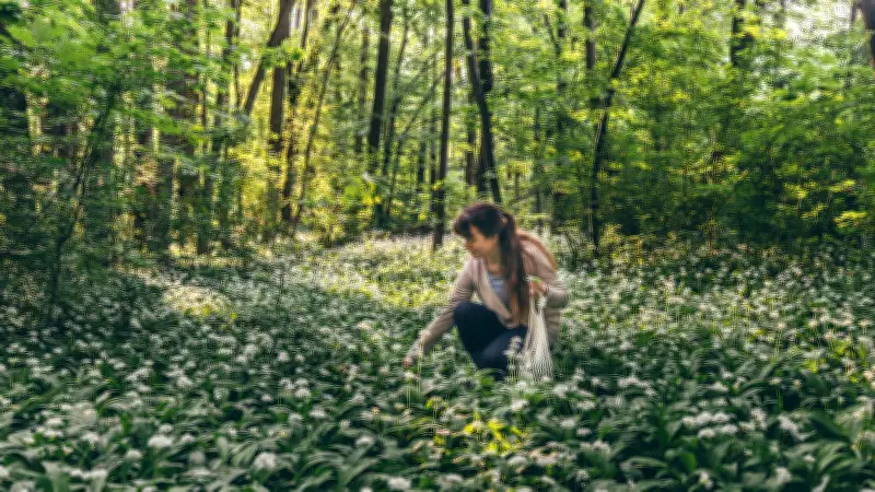 Waldregeln: Was Sie beim Sammeln von Bärlauch, Pilzen und Blumen beachten müssen