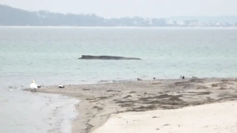 Walrettung in der Lübecker Bucht: Tier seit Tagen auf Sandbank gefangen