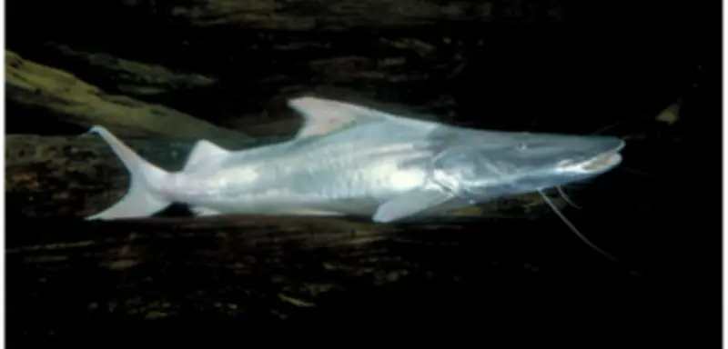 Wandernde Süßwasserfische: Bestände seit 1970 um 81 Prozent eingebrochen