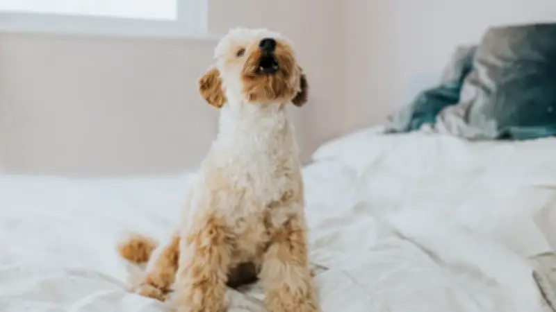 Warum Hunde auf Sirenen heulen: Der uralte Instinkt hinter dem Konzert