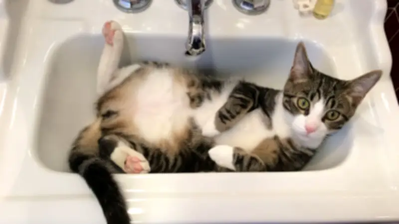 Warum Katzen das Waschbecken als Rückzugsort lieben: Mehr als nur eine Marotte