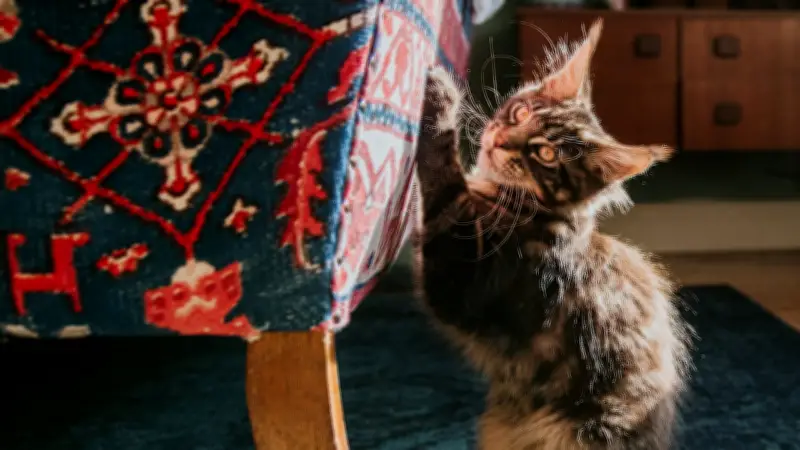 Warum Katzen kratzen müssen und wie man es richtig lenkt - Ein Expertenrat