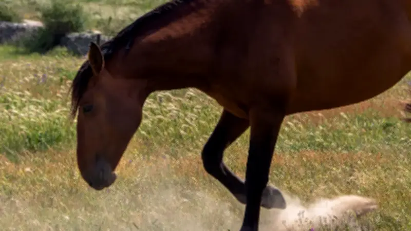 Warum Pferde scharren: Von Aufmerksamkeit bis Schmerz - eine Verhaltensanalyse